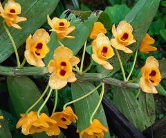 Dendrobium chrysanthum