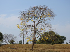 Handroanthus capitatus