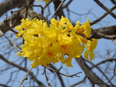Handroanthus capitatus