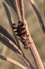 Ceroxys urticae