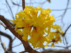 Handroanthus capitatus