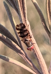Ceroxys urticae