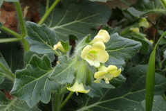 Hyoscyamus albus