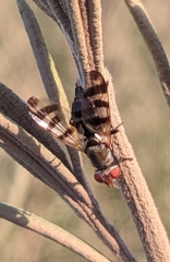 Ceroxys urticae