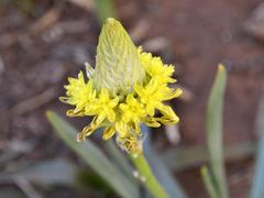 Bulbine narcissifolia