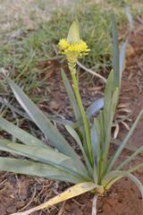 Bulbine narcissifolia