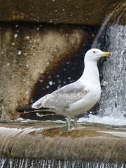 Larus michahellis