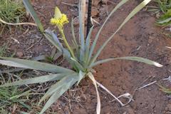 Bulbine narcissifolia