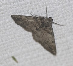 Syneora adelphodes