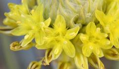 Bulbine narcissifolia