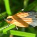 Haplolycus agrestis - Photo (c) qgrobler,  זכויות יוצרים חלקיות (CC BY-NC), הועלה על ידי qgrobler