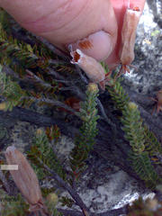 Dasyanthes