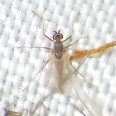 Lestremiinae