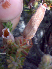Dasyanthes
