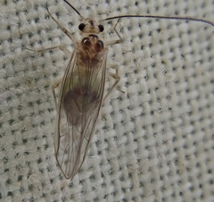 Stenopsocus