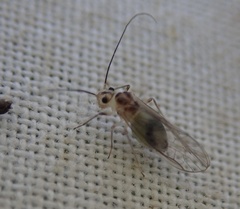 Stenopsocus