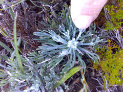 Euryops othonnoides