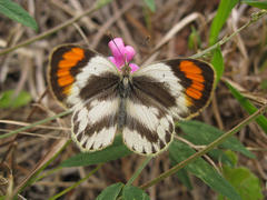 Colotis euippe omphale