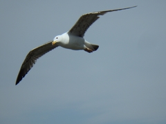 Larus michahellis