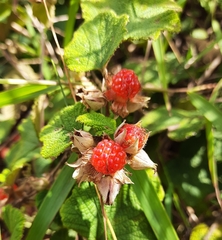 Rubus rolfei