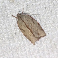 Euchaetis inceptella