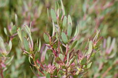 Leucadendron glaberrimum erubescens