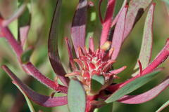 Leucadendron glaberrimum erubescens