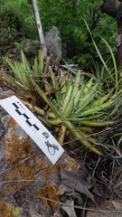 Agave microceps