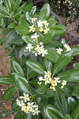 Pittosporum