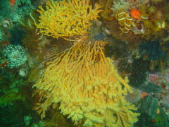 Melithaea rubra
