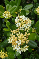 Pittosporum