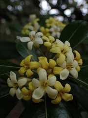 Pittosporum