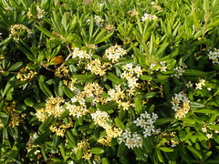 Pittosporum