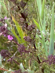Pedicularis palustris