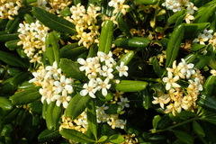 Pittosporum