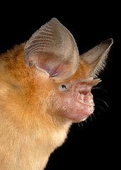 Somalian Trident Bat photo 1