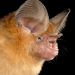 Trident Leaf-nosed Bats - Photo (c) Roberto Sindaco, some rights reserved (CC BY-NC-SA), uploaded by Roberto Sindaco