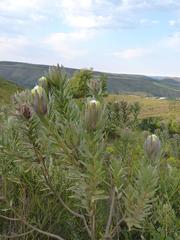 Protea coronata