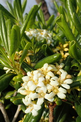 Pittosporum