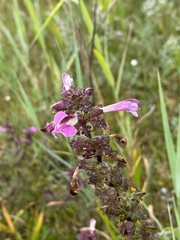 Pedicularis palustris