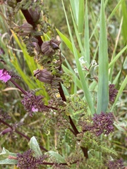 Pedicularis palustris