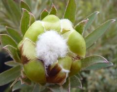 Protea coronata