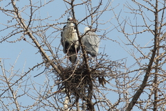 Ardea cinerea