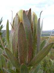 Protea coronata