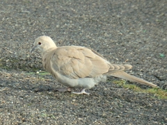 Streptopelia decaocto