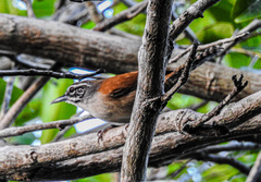 Pheugopedius genibarbis