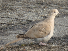 Streptopelia decaocto
