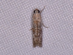 Zamagiria australella