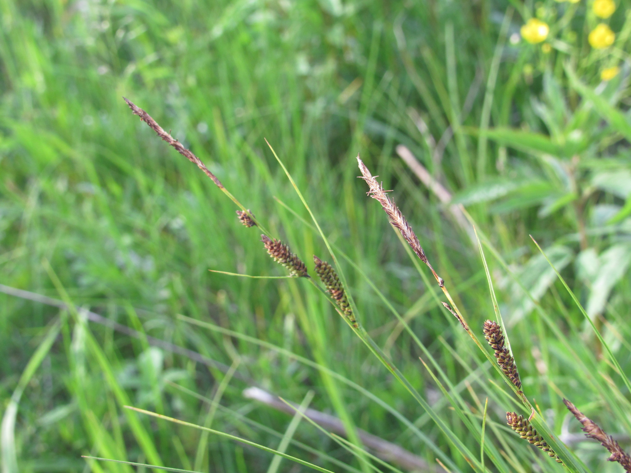 Carex nigra subsp. juncea (Fr.) Soó