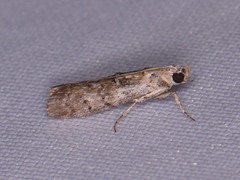Zamagiria australella